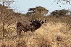One of the many big old buffalo bulls that live in small batchelor groups in Meru National Park