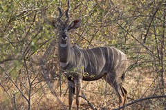 Lesser kudu buck. Identifed by having more stripes than the greater kudu, a white throat patch and no mane