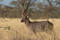 Adult common waterbuck. Only the bucks have horns