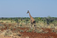 A strikingly marked Reticulated Giraffe