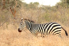 Grant's zebra