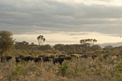 A large herd of Buffalos. The availability of water here all year round favours the buffalo