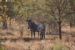These are extremely rare Grevy's zebras, easily identified by their very thin stripes and rounded ears