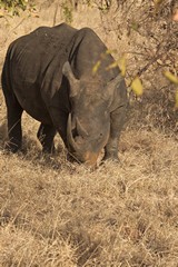 The business end of a white rhino