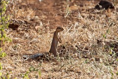 An alert unstriped ground squirrel