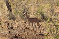 Gerenuk. Also known as the giraffe gazelle, they often stand on their back legs and reach up into bushes to feed