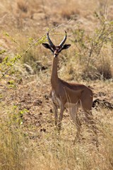 The gerenuk has a distinctive very long neck and also long legs