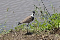 Spur-winged lapwing at the edge of one of the many small streams in Meru National Park
