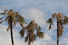 White-backed vultures and Ruppell's griffon vultures roosting in a doum palm
