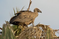A White-backed vulture. The white can only be seen when its wings are spread