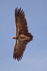 A huge Lappet-faced vulture gliding overhead