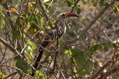 A very vocal red-billed hornbill