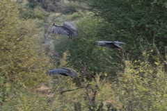 A flock of Helmeted Guineafowls explode noisily into the air before gliding a short distance to safety