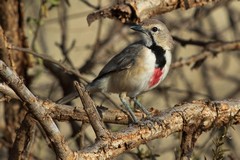 1417 A female rosy-patched bush-shrike. Males carry much less black and more red on the front