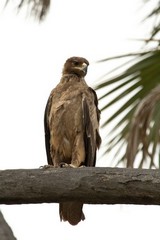 A tawny eagle keeps an eye on everything going on around it