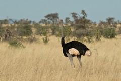 A male Somali ostrich. They are blacker than Common ostriches and the neck and legs are blue-grey