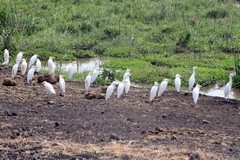Cattle egrets in breeding plumage. Non breeding birds loose the buff wash on the head back and breast