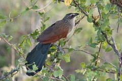 The White-browed coucal is also known as the bottle bird because of its call which sounds like liquid being poured from a bottle