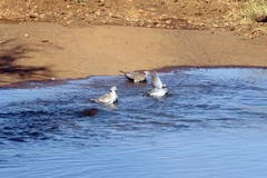 Doves enjoying a bath in one of the many streams that flow through Meru