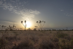 Dawn breaks over the semi arid Meru National Park. The distinctive shapes of doum palms dot the skyline