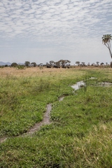 These small streams supply water all year round and ensure that large herds of buffalos and elephants, as well as many waterbuck, are resident in the Park