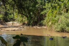 The largest of the rivers flowing through the Park is the Rojowero. As well as a good head of fish it is home to many hippos, crocodiles and terrapins