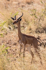 The gerenuk favours dry thorn shrubland areas all over the Horn of Africa