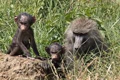 Some curious baby olive baboons