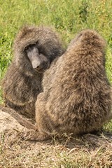 Olive baboons grooming each other