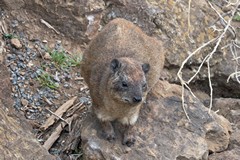 The rock hyrax is found right across Africa and the Middle East. It is the nearest living relative of the African elephant