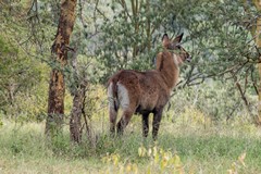 Nakuru is home to the DeFassa waterbuck, identified by its shaggy coat and the lack of a circle on its rump