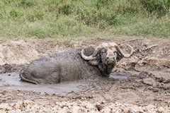 Cape buffalo in his favourite mud wallow