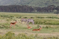 1413 Zebras and impala bucks