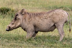Warthog down on his knees to feed