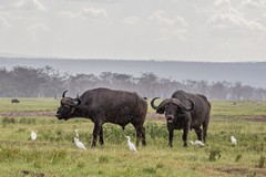 Buffalos in the rain with cattle egrets in attendance