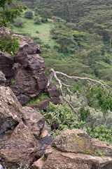 Spot the rock hyrax