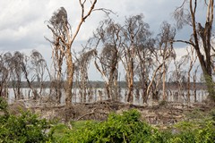 The water in the lake has risen several feet in recent years and has drowned many trees