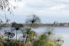 Papyrus growing on the banks of Lake Naivasha