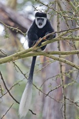 1672 Black and white colobus monkey in a fever tree at Naivasha