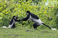 Black and white colobus monkeys below the fever trees at the lake side