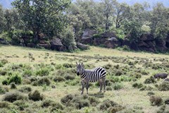 A Grant's zebra