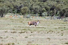 Eland with impalas behind