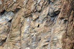 1665 Ruppell's griffon vulture nesting on the cliff