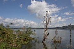 Long-tailed cormorants drying their wings on a dead tree in Naivasha