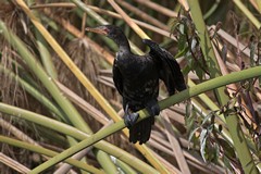 The Reed cormorant is found almost all over Kenya