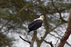 A fish eagle on its preferred perch overlooking the water