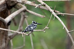 Pied kingfisher