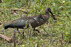 Very noisy Hadada ibises. The adult has a red bill. They are most often heard as they fly over at dawn and dusk
