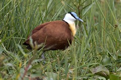 An African jacana is also known as a lily trotter