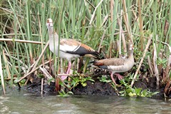 A pair of Egyptian geese